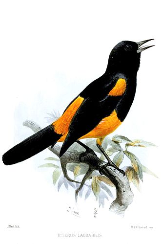 Saint Lucia oriole